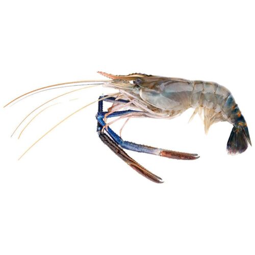กุ้งแม่น้ํา (5-6ตัว/กก.) กก.ละ