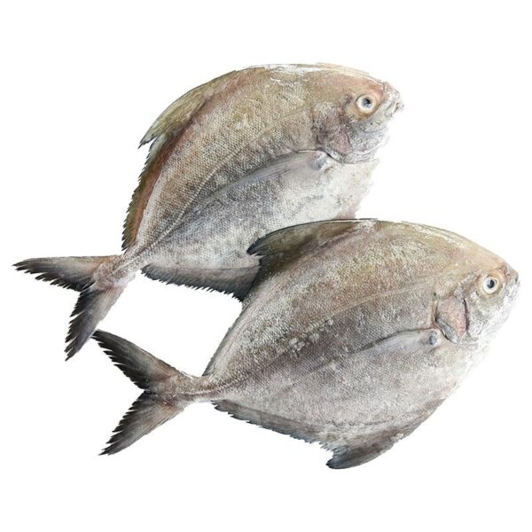 ปลาจะระเม็ดดํา ขนาดกลาง 1 กก.