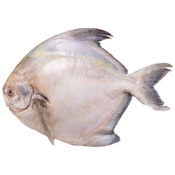 ปลาจะระเม็ดขาว ขนาดจิ๋ว 1 กก.