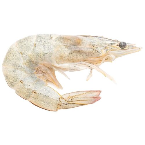 กุ้งขาวเล็ก แช่แข็งละลาย กก.ละ