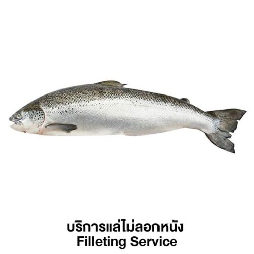 ปลาแซลมอนสดนอร์เวย์ บริการแล่ไม่ลอกหนัง 1 ตัว (ประมาณ 4-5 กก./ตัว)