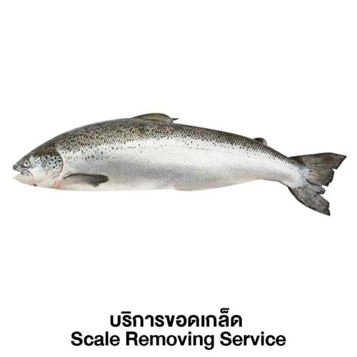 ปลาแซลมอนสดนอร์เวย์ บริการขอดเกล็ด 1 ตัว (ประมาณ 4-5 กก./ตัว)