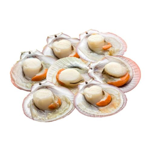 ARO FZ หอยเชลลติดไข่ครึ่งฝา9-10ซมX1